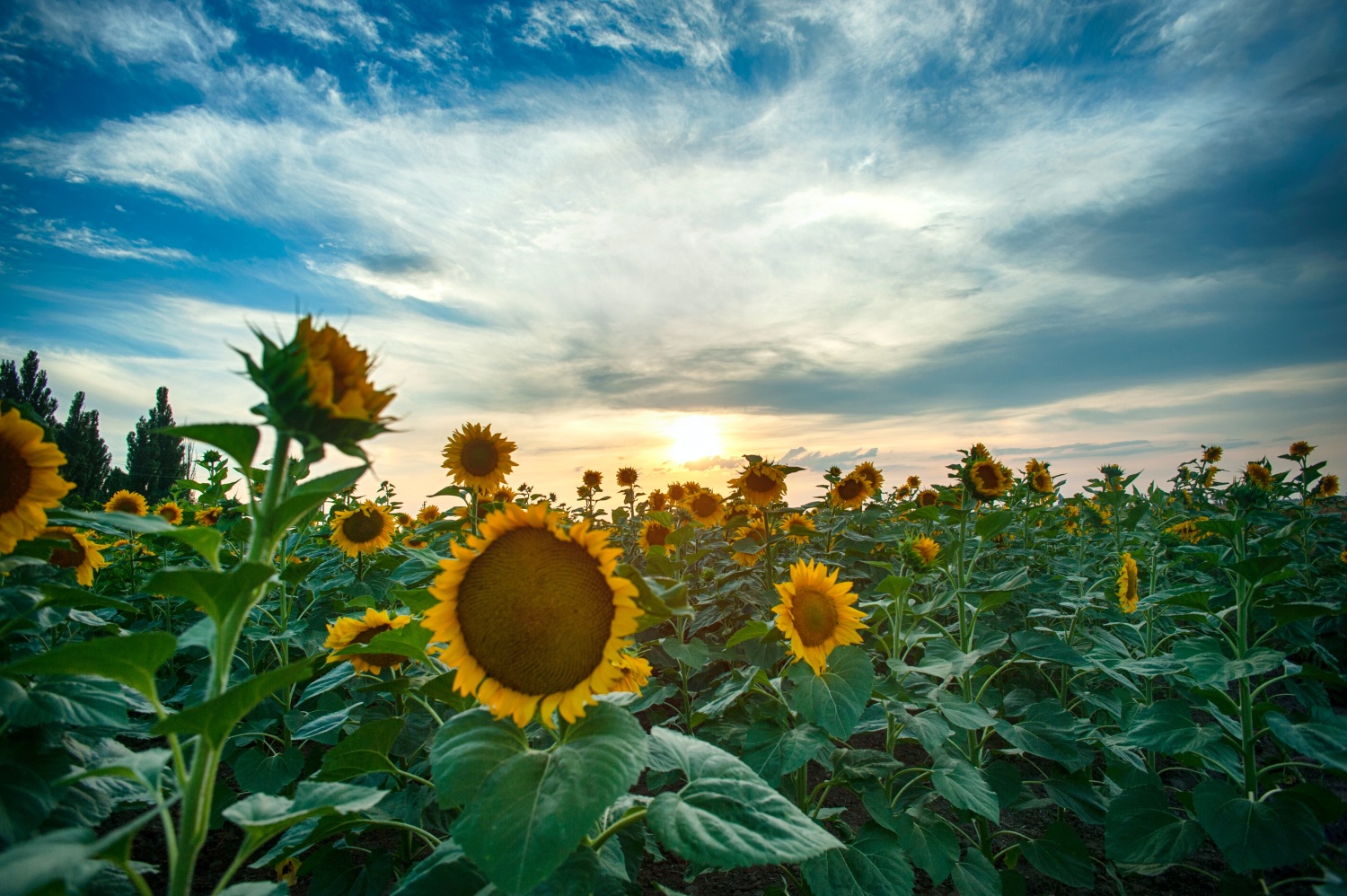 Foto von einem Sonnenblumenfeld